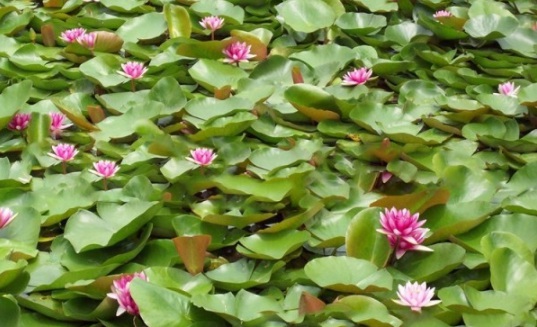 1630548630430868.jpg image.jpg