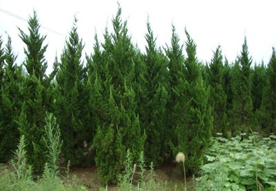 1630765116598552.jpg 1630765116598552.jpg