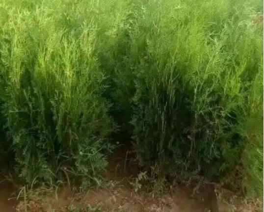 1630911946763914.jpg image.jpg