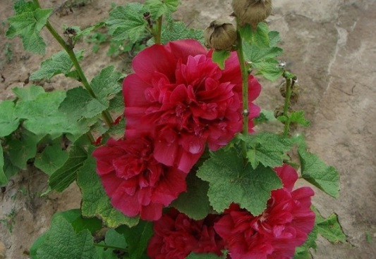 1630917093913842.jpg image.jpg