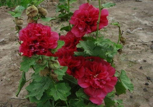 1630917102284849.jpg image.jpg