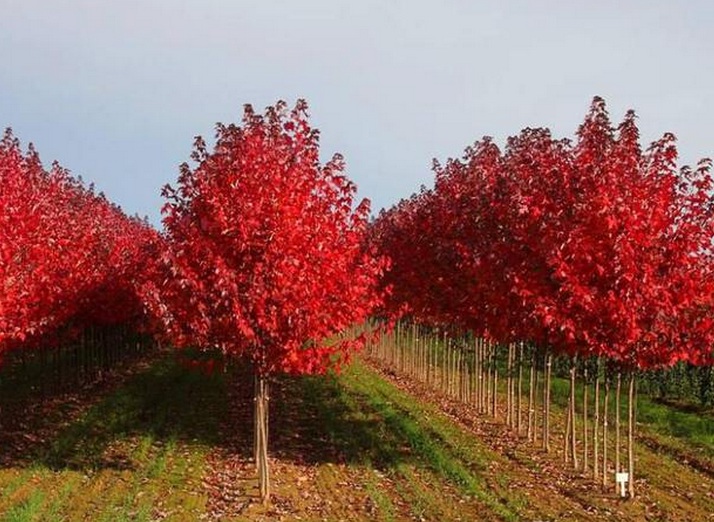 1630918128468640.jpg 紅楓1.jpg