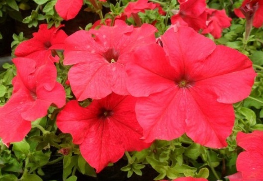 1630918332597468.jpg image.jpg