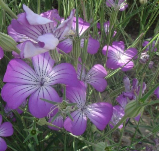 1631087869633006.jpg image.jpg