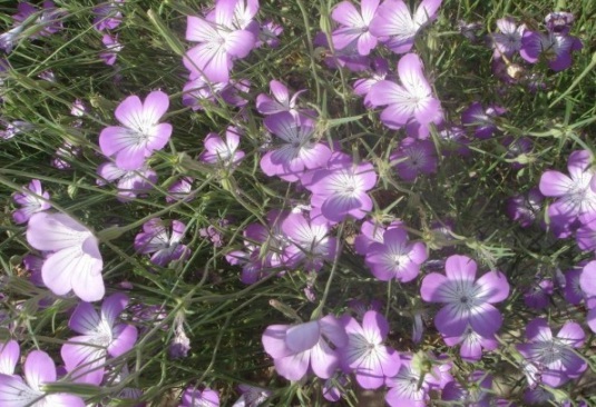 1631087888852869.jpg image.jpg