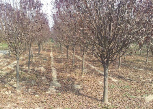 1631088930488625.jpg image.jpg