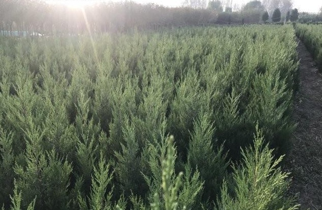 1631438117609649.jpg image.jpg