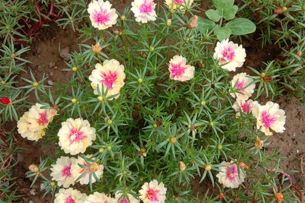 太陽花 太陽花