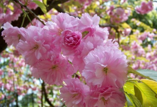 1631790101771794.jpg image.jpg