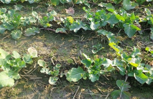 1631798781620665.jpg image.jpg