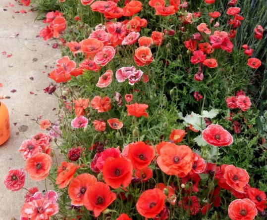 1631865229434251.jpg image.jpg