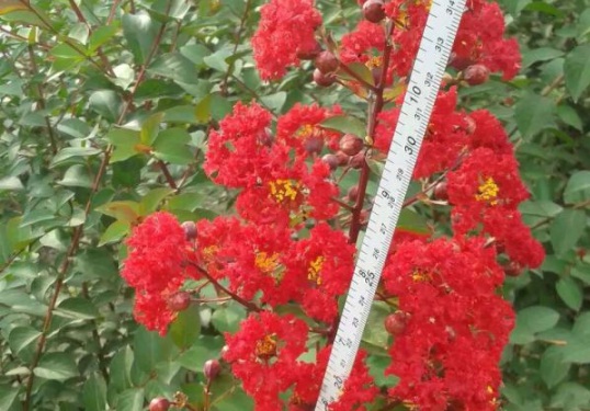 1631865954918619.jpg image.jpg