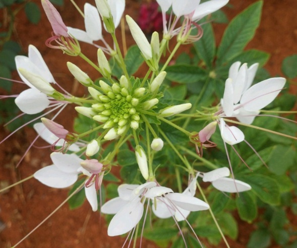 1632285955392967.jpg image.jpg