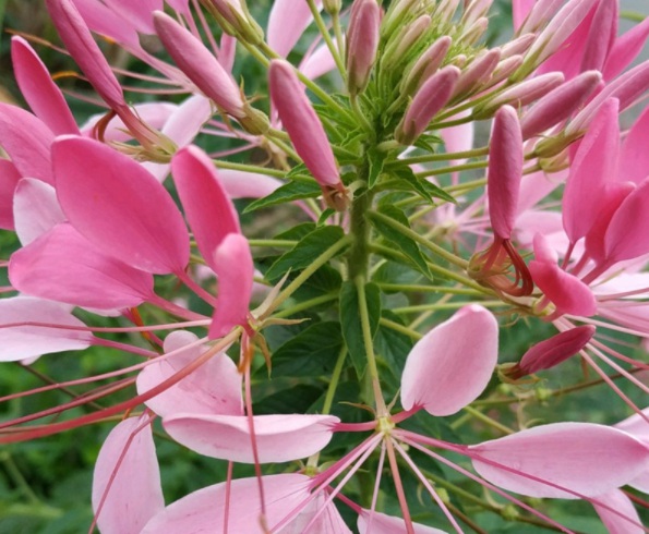 1632285998980578.jpg image.jpg