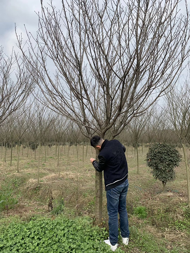 日本櫻花 日本櫻花