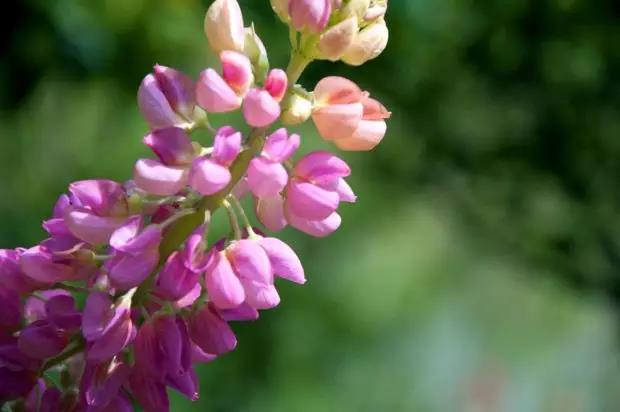 魯冰花的種植方法，魯冰花的實(shí)用價(jià)值