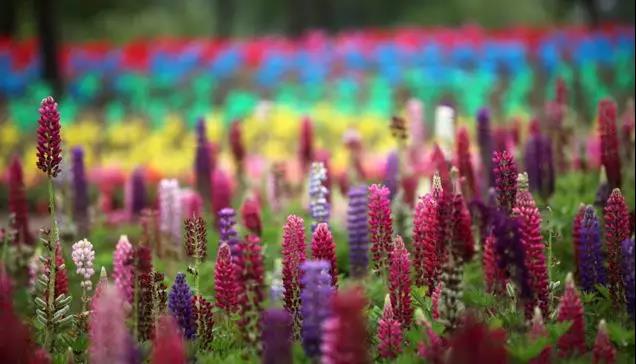 魯冰花的種植方法，魯冰花的實(shí)用價(jià)值