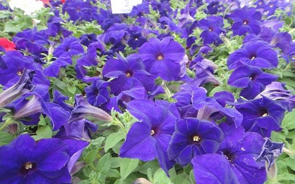 1614061388786086.jpg 1614061388786086.jpg