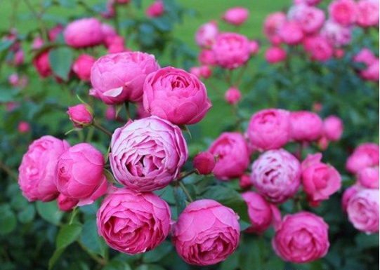 1632450695712130.jpg image.jpg