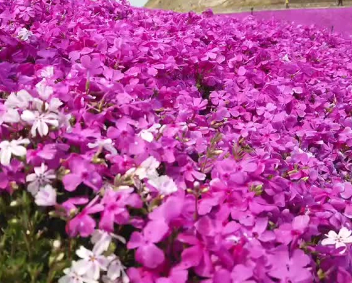 1632469773502981.jpg 芝櫻花1.jpg