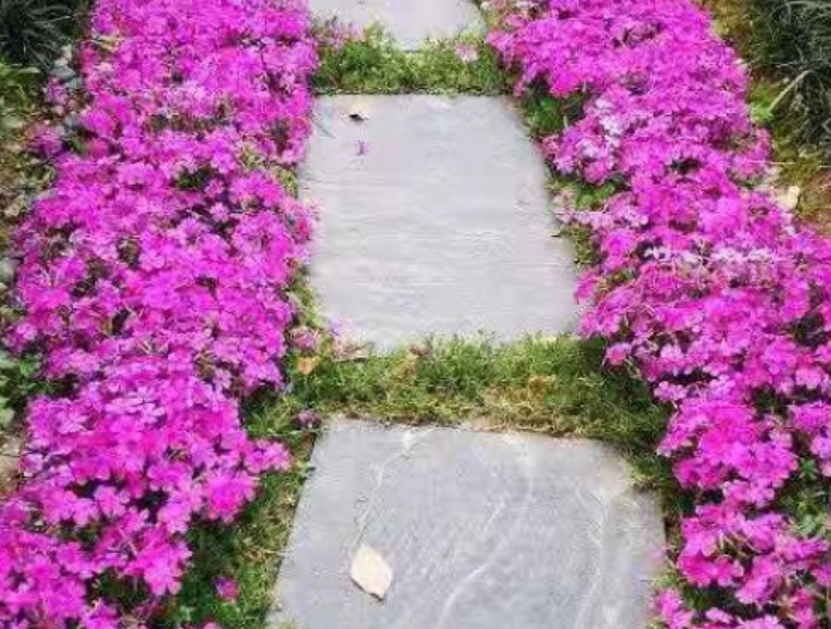 1632469792704247.jpg 芝櫻花2.jpg