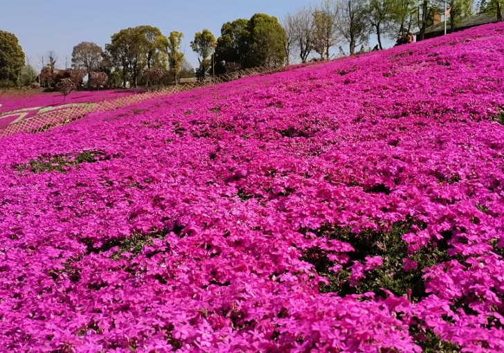 1632469808218875.jpg 芝櫻花3.jpg