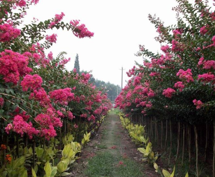 1632548573262654.jpg 紫薇2.jpg