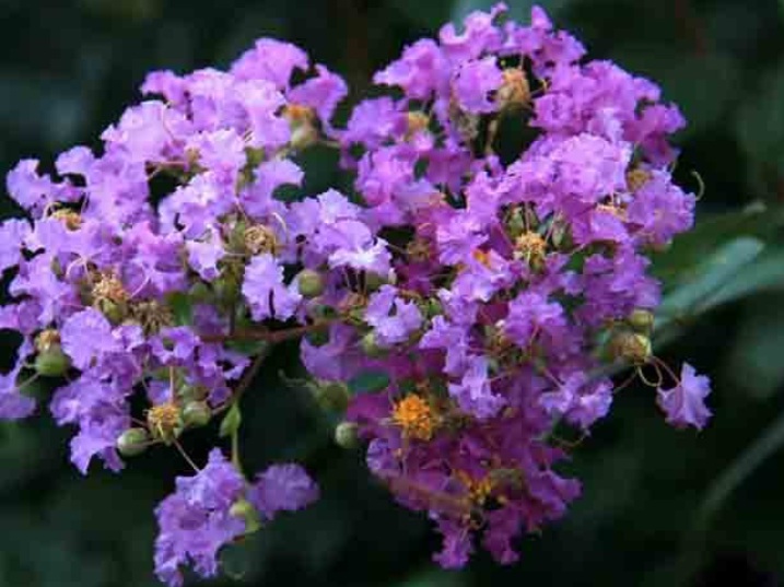 1632550641427200.jpg 紫薇3.jpg