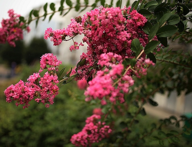 1632550730779754.jpg 紫薇44444444444.jpg