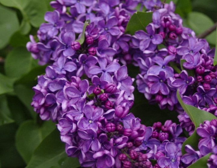 1632552378273242.jpg 丁香花1.jpg