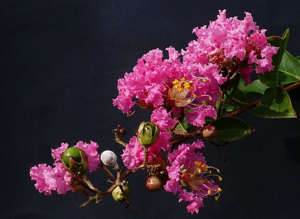 1632580785451138.jpg image.jpg