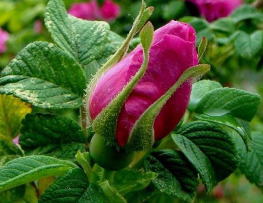 1632813126589560.jpg image.jpg