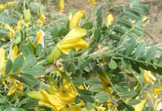 1632813321147808.jpg image.jpg