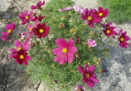 1632828892164206.jpg image.jpg