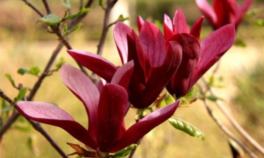 1632829892765874.jpg image.jpg