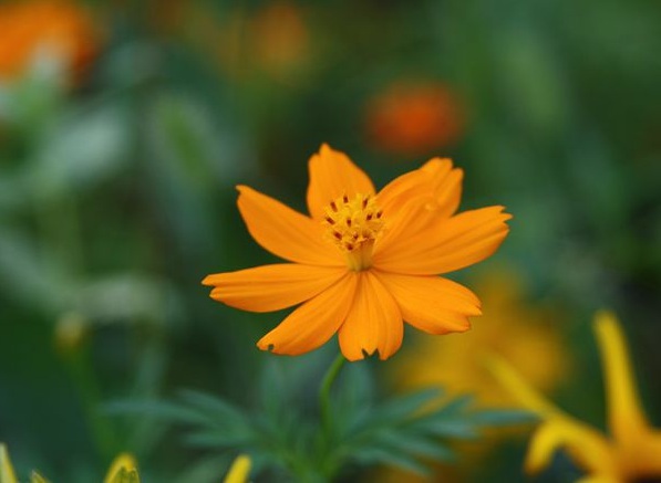 1632834247452001.jpg image.jpg