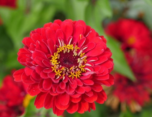 1632835918628272.jpg image.jpg