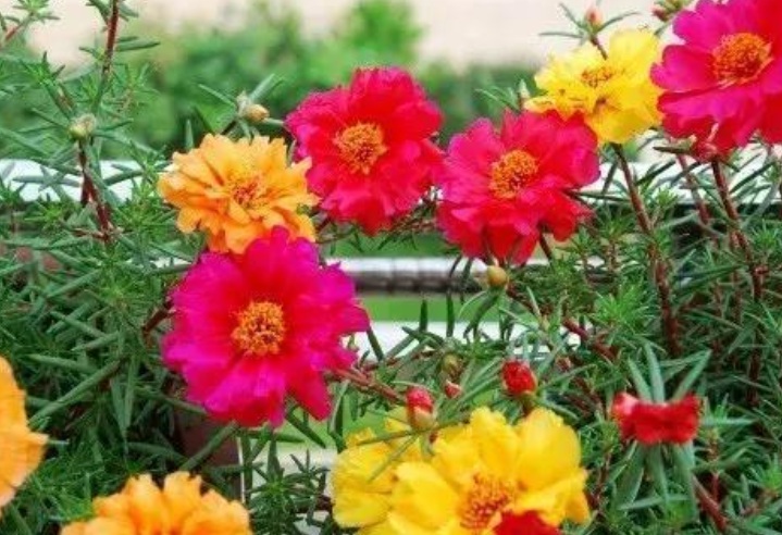 1632902926401777.jpg 太陽花222222222222222.jpg