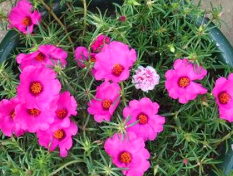 1632902943670888.jpg 太陽花333333333333.jpg