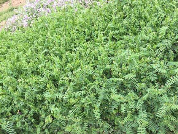 紫花苕種子圖片 紫花苕種子圖片