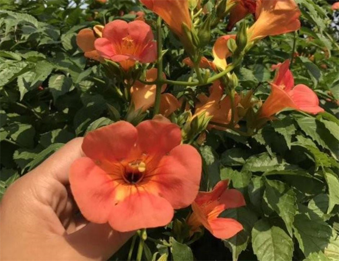 凌霄花 凌霄花