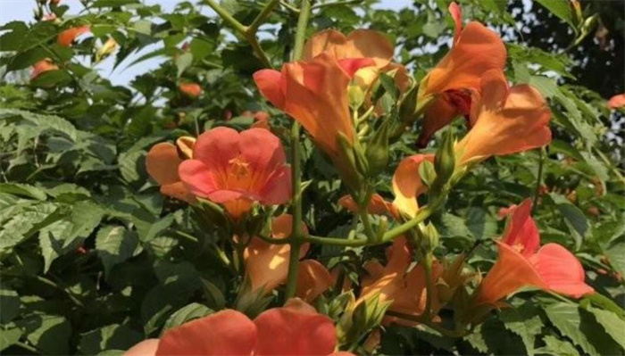 凌霄花 凌霄花