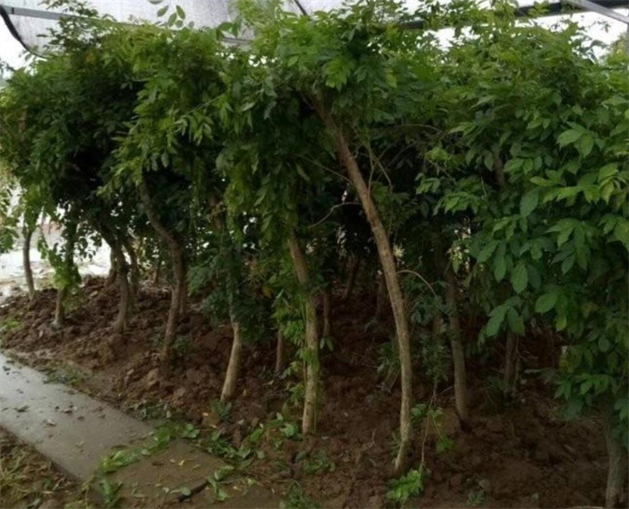 凌霄花 凌霄花