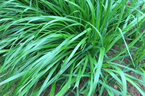 1632962806536001.jpg image.jpg