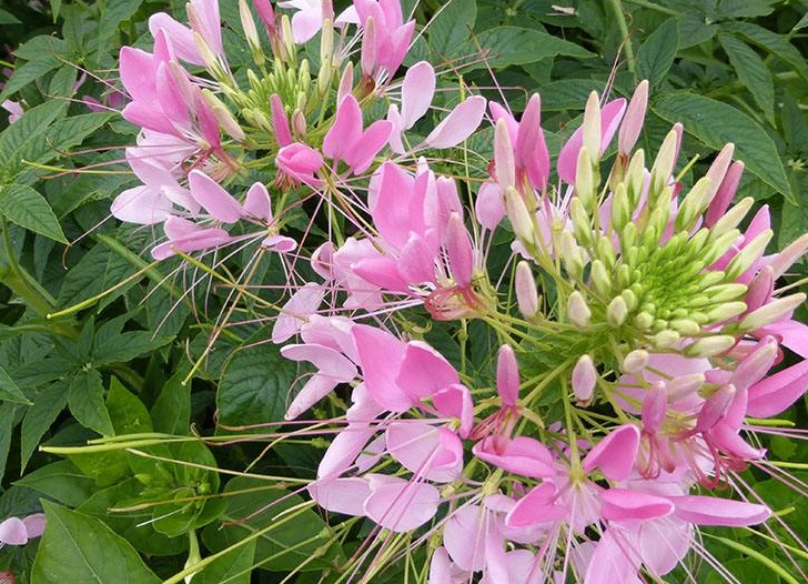 1632994619297678.jpg 醉蝶花2.jpg