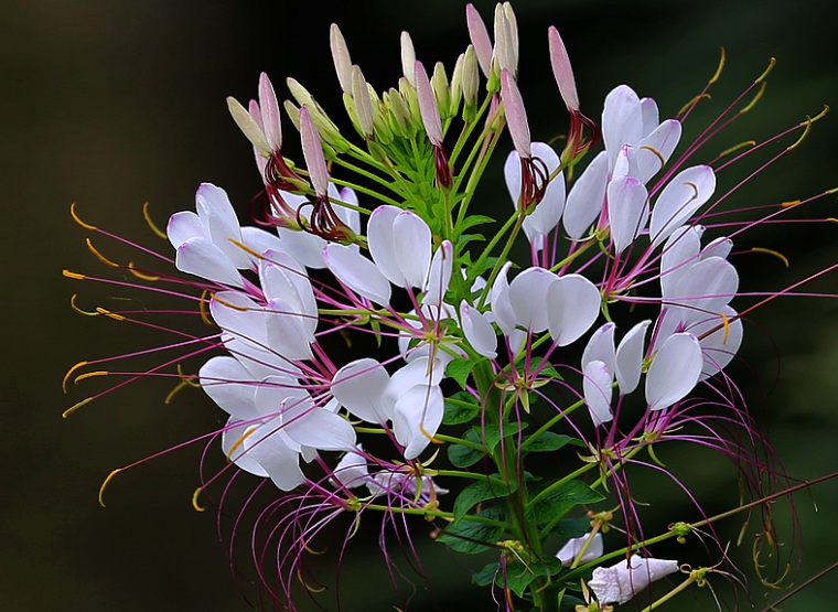 1632994640359783.jpg 醉蝶花3.jpg