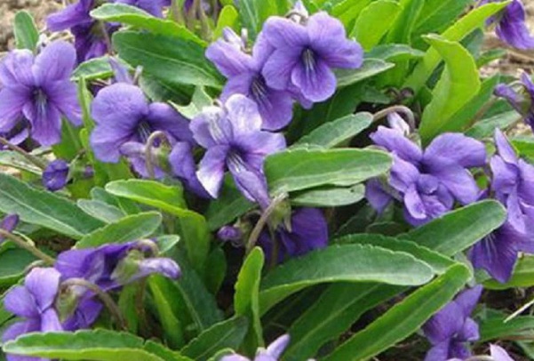 1633762920245387.jpg image.jpg