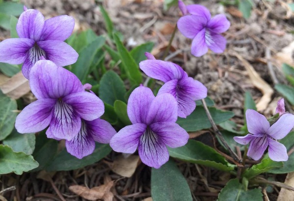 1633762932846486.jpg image.jpg