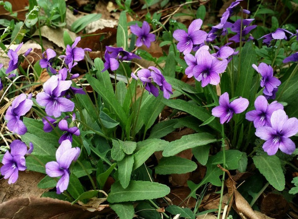 1633762962641166.jpg image.jpg