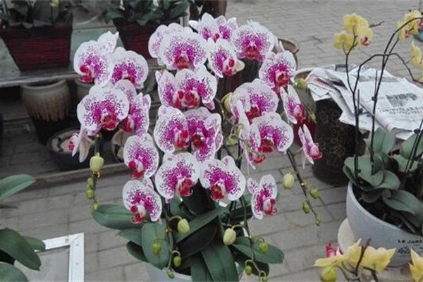 蝴蝶蘭